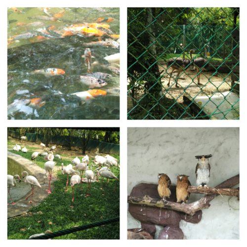 Fish, Owl, Ostrich etc at KL Bird Park