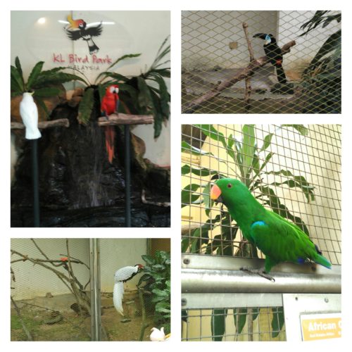 KL Bird Park Bird Parrot House