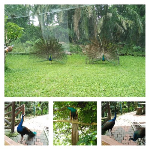 Lots of Peacock in KL Bird Park