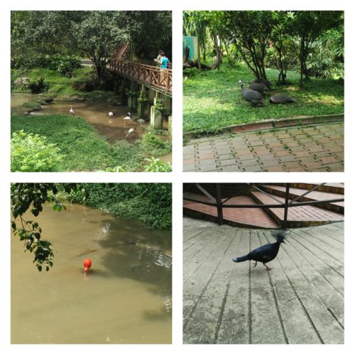 Variety of Bird at KL Bird Park. Spot the Red Flamingo?