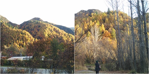 beauty tree at Arrowtown