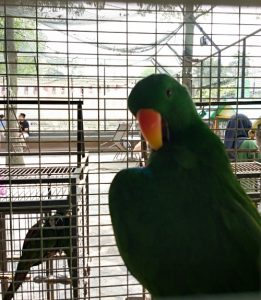Another Parrot in the cage