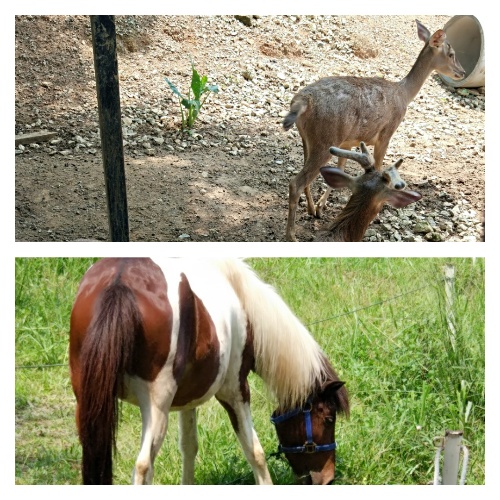 Deer and Pony