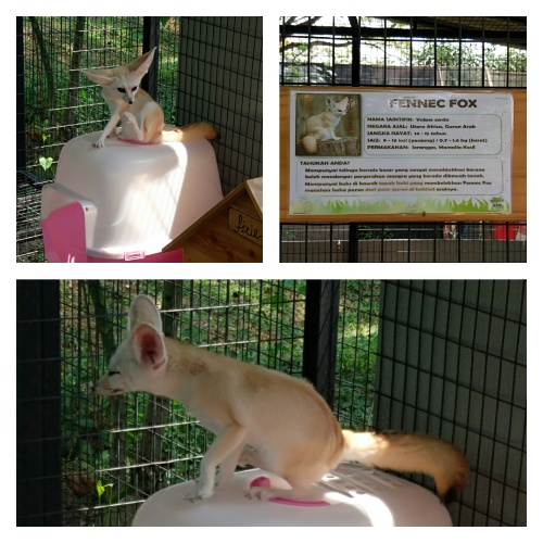 Fennec Fox at G2G Animal Garden