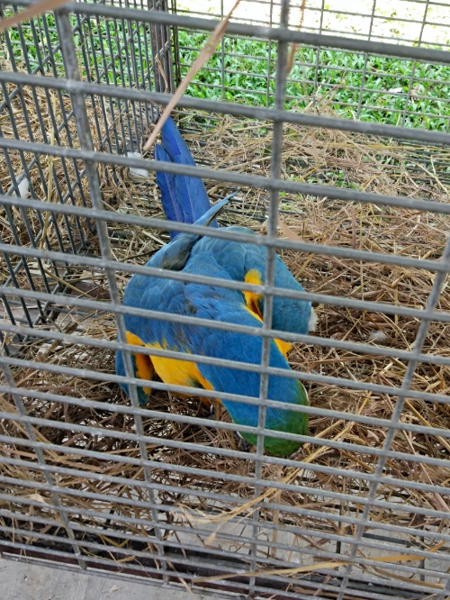 Parrot in the cage