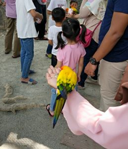 Feeding Parrot on the hand