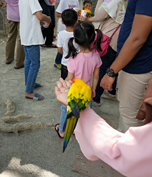 Feeding Parrot on the hand