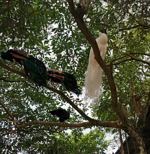 Peacock on the tree