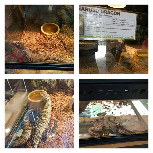 Variety of Lizard