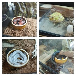 Variety of Snake. All in water pot. Maybe to hot