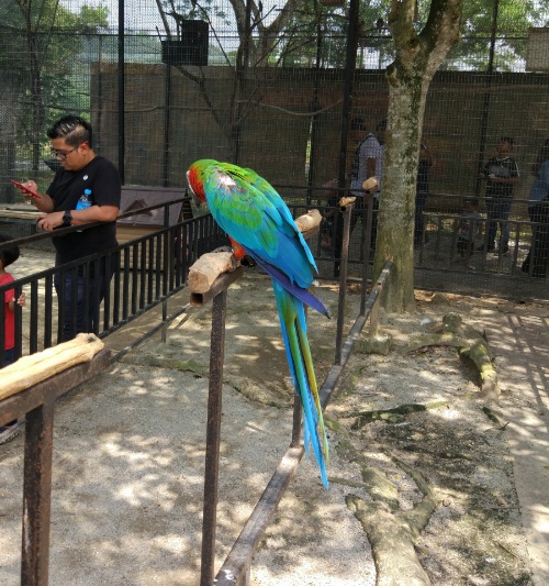beautiful and tame parrot