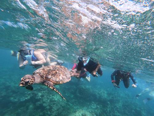 Dive with turtle
