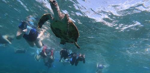 chasing turtle again