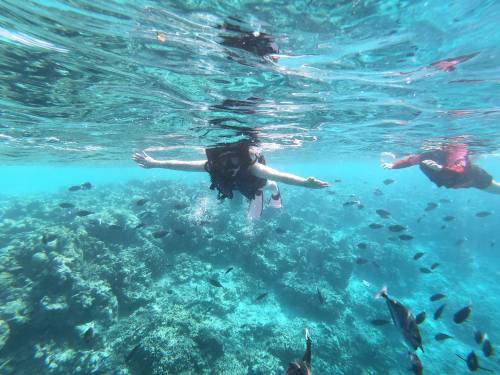 snorkeling with fish
