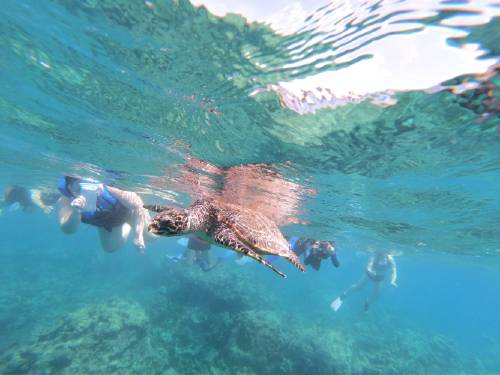 swimming beside turtle