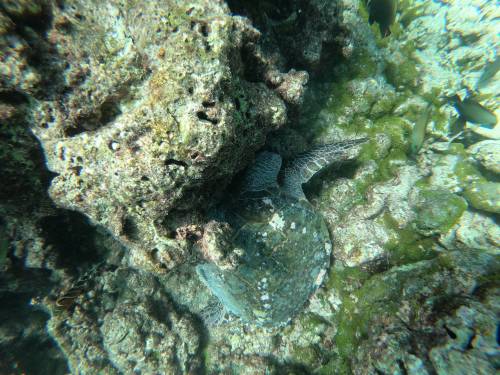 Turtle hiding beside coral