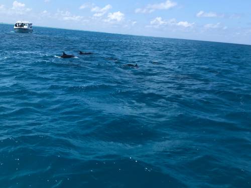 Group of Dolphin